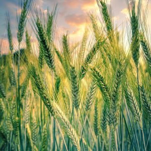 Harnessing AI and ML for Sustainable Agriculture